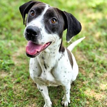 Kitty -  German Shorthaired Pointer Dog for Adoption in Gainesville, Texas - Kitty | PetCurious