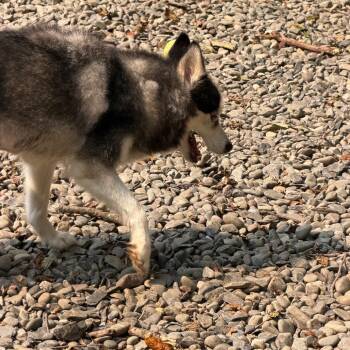 Bear -  Pomeranian and Husky Dog for Adoption in West Chester, Pennsylvania - Bear | PetCurious