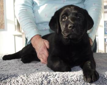 Puppies -  Black Labrador Retriever Dog for Sale in Salem, Connecticut - Puppies | PetCurious
