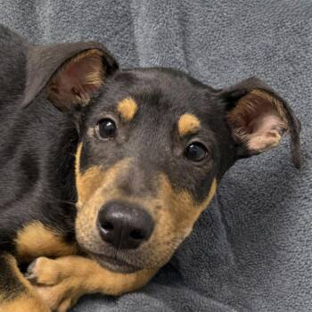 Roast -  Shepherd and Mixed Breed Dog for Adoption in Brenham, Texas - Roast | PetCurious
