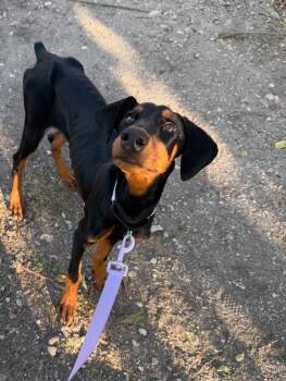 Rescue Doberman Pinscher Dogs for Adoption in Boston, Massachusetts - Lila | PetCurious