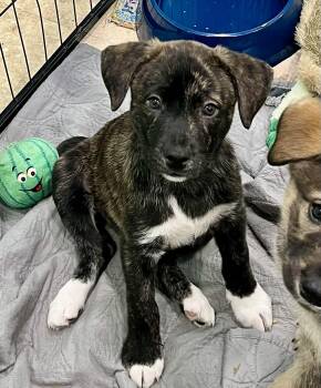 German Shepherd Dog and Husky Dogs Available for Adoption in Salisbury, Maryland - Excalibur | PetCurious