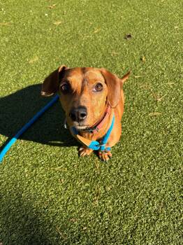 Rescue Mixed Breed Dogs for Adoption in Media, Pennsylvania - Frankie | PetCurious