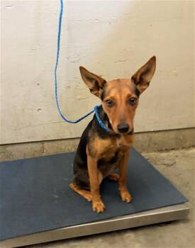 NIKKI -  Miniature Pinscher and Mixed Breed Dog for Adoption in Camarillo, California - NIKKI | PetCurious