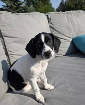Motley -  Chihuahua and Cocker Spaniel Dog for Adoption in Saskatoon, Saskatchewan - Motley | PetCurious