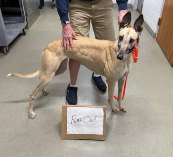 Rescue Greyhound Dogs for Adoption in Venice, Florida - STF Flat Out (Honey) | PetCurious