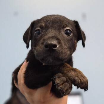 Catahoula Leopard Dog Dogs Available for Adoption - Banzai | PetCurious