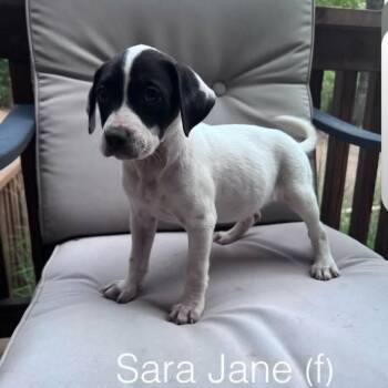 Sara Jane -  Mixed Breed Dog for Adoption - Sara Jane | PetCurious