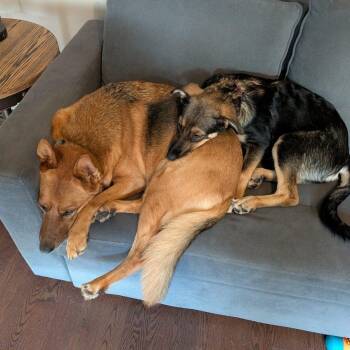 Nova -  Shepherd Dog for Adoption in Oshawa, Ontario - Nova | PetCurious