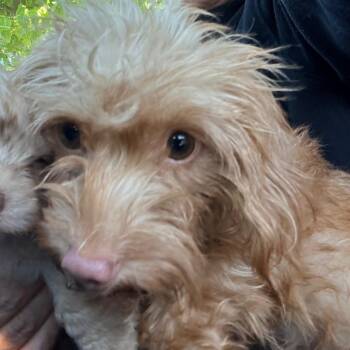 Gretchen -  Terrier and Mixed Breed Dog for Adoption in Sacramento, California - Gretchen | PetCurious