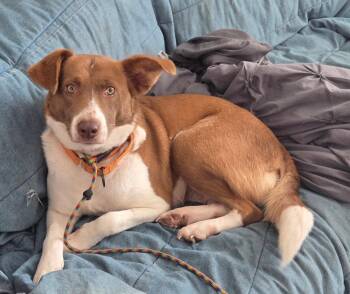 Moxie -  Border Collie Dog Available for Adoption in Bolivia, North Carolina - Moxie | PetCurious