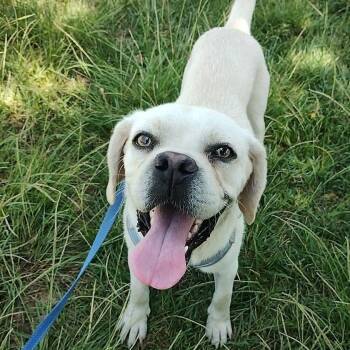 Pudge -  Pug and Beagle Dog for Adoption in San Diego, California - Pudge | PetCurious
