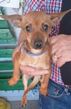 Rescue Chihuahua and Fox Terrier Dogs for Adoption in Thompson Falls, Montana - Mickie | PetCurious
