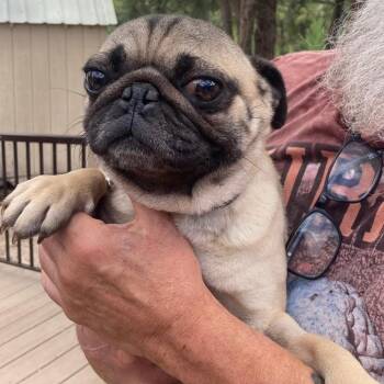 Don -  Pug Dog for Adoption in Tonasket, Washington - Don | PetCurious