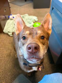Tater -  Australian Cattle Dog Blue Heeler Dog for Adoption in Colonial Heights, Virginia - Tater | PetCurious