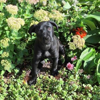 Beatrice -  Black Labrador Retriever Dog for Adoption in Woodstock, Ontario - Beatrice | PetCurious