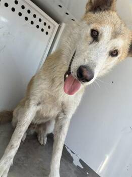 MR EKO -  German Shepherd Dog Dog for Adoption in Stockton, California - MR EKO | PetCurious