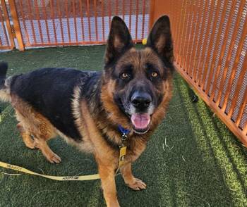German Shepherd Dog Dogs Available for Adoption in Las Vegas, Nevada - ROCCO | PetCurious