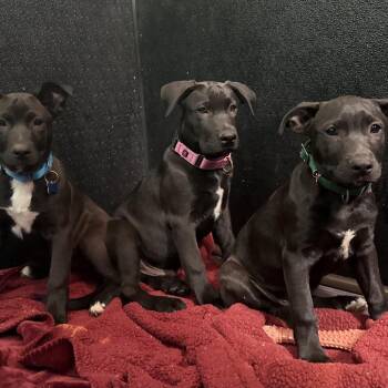 Panther -  Pit Bull Terrier Dog for Adoption in Portland, Oregon - Panther | PetCurious