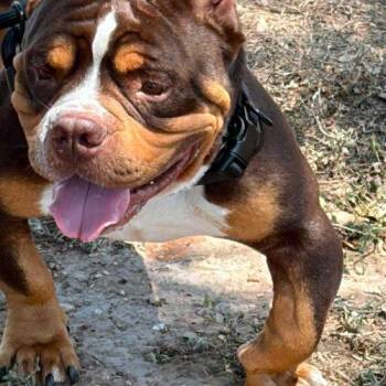 Captain Cooper -  American Bulldog and English Bulldog Dog for Adoption in Austin, Texas - Captain Cooper | PetCurious