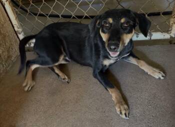 Black And Tan Coonhound and Beagle Dogs Available for Adoption - Cecila | PetCurious