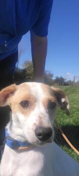 Rescue Australian Cattle Dog Blue Heeler and Jack Russell Terrier Dogs for Adoption in Cambridge, Ohio - 352-25 | PetCurious