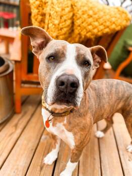 Pit Bull Terrier Dogs Available for Adoption - Stella | PetCurious