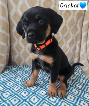 Coonhound Dogs Available for Adoption in Clinton, Michigan - Cricket - BL | PetCurious