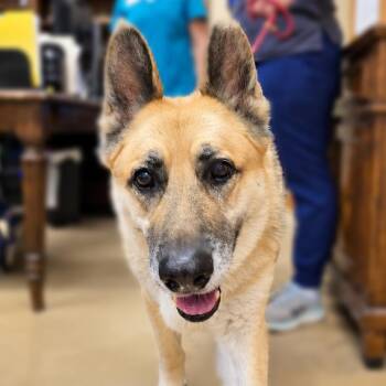 Bobby -  German Shepherd Dog and Mixed Breed Dog for Adoption in Wickenburg, Arizona - Bobby | PetCurious