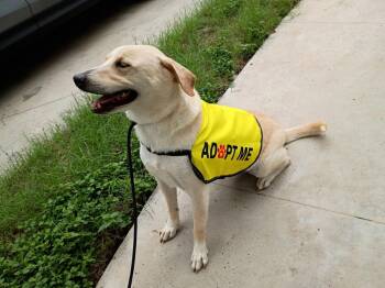 Rescue Yellow Labrador Retriever Dogs for Adoption in Mcallen, Texas - Bishop | PetCurious