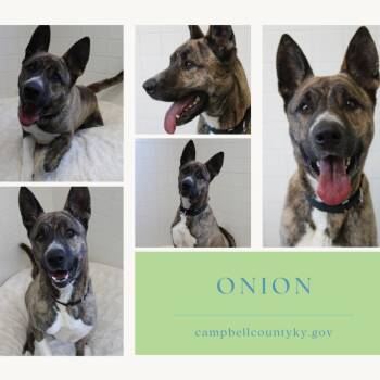 Tank -  Akita Dog for Adoption in Melbourne, Kentucky - Tank | PetCurious