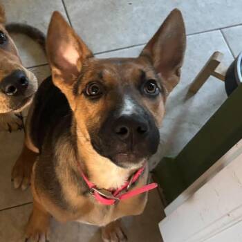 Berlin -  Shepherd Dog for Adoption in Yonkers, New York - Berlin | PetCurious