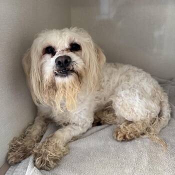 Rescue Poodle Dogs for Adoption in Northbrook, Illinois - Master Shifu | PetCurious