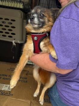 Foxey -  Pomeranian Dog for Adoption in Thompson Falls, Montana - Foxey | PetCurious