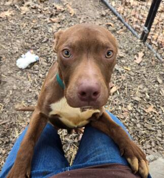 Rescue Labrador Retriever and Mixed Breed Dogs for Adoption in Saint Clairsville, Ohio - Alfie | PetCurious