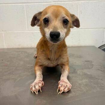 Vanya C711 -  Chihuahua Dog for Adoption in Allen, Texas - Vanya C711 | PetCurious
