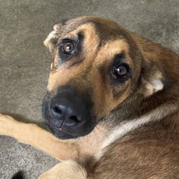 Kimchi -  Shepherd Dog for Adoption in Jacksonville, Arkansas - Kimchi | PetCurious
