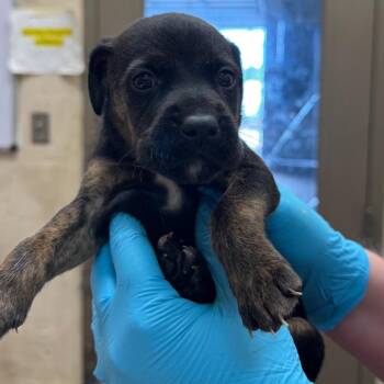 Ming -  Shepherd and Retriever Dog for Adoption in Birmingham, Alabama - Ming | PetCurious