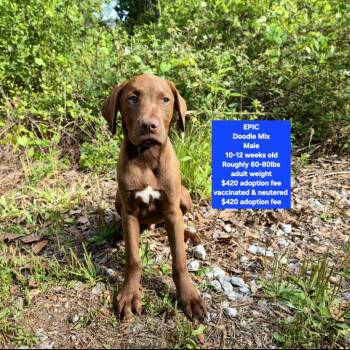 Chocolate Labrador Retriever and Poodle Dogs Available for Adoption - EPIC | PetCurious