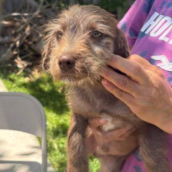 Chihuahua and Terrier Dogs Available for Adoption in Allen, Texas - Brisket BBQ | PetCurious