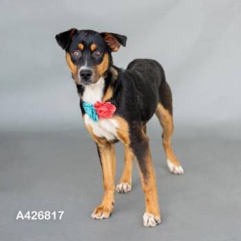 Labrador Retriever and Mixed Breed Dogs Available for Adoption - A426817 | PetCurious