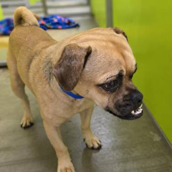 Potato Chip -  Pug Dog for Adoption in San Jacinto, California - Potato Chip | PetCurious