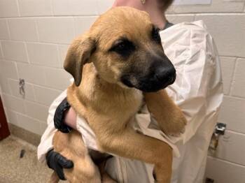 Great Pyrenees and Belgian Shepherd Malinois Dogs Available for Adoption in Colorado Springs, Colorado - BASHFUL | PetCurious