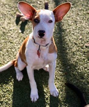 Josie -  Corgi and Cattle Dog Dog for Adoption in Southlake, Texas - Josie | PetCurious