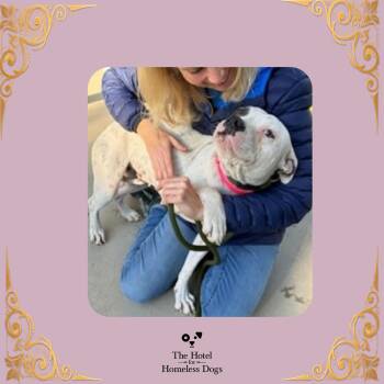 Andrea -  American Staffordshire Terrier and Mixed Breed Dog for Adoption in Cumberland, Rhode Island - Andrea | PetCurious