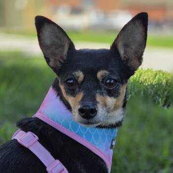 Chihuahua and Miniature Pinscher Dogs Available for Adoption in Brookings, South Dakota - Itsy Bitsy | PetCurious