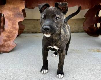GENIE* -  Terrier and Mixed Breed Dog for Adoption in Santa Cruz, California - GENIE* | PetCurious