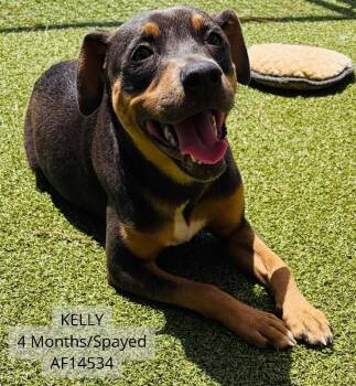 Kelly -  Pit Bull Terrier Dog Available for Adoption - Kelly | PetCurious