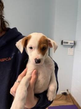 Chris -  Mixed Breed Dog for Adoption in Munster, Indiana - Chris | PetCurious
