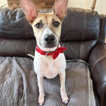 Daisy -  Australian Cattle Dog Blue Heeler and Terrier Dog for Adoption in Poway, California - Daisy | PetCurious